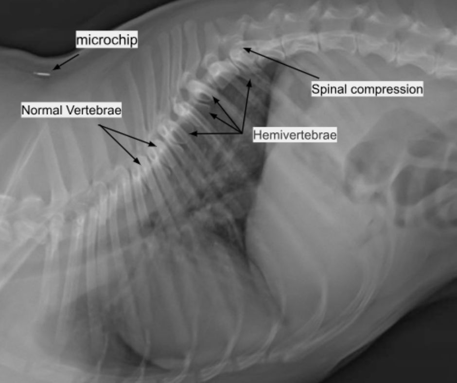 X-ray of a canine spine, showing area of compression in the lower half of the spine