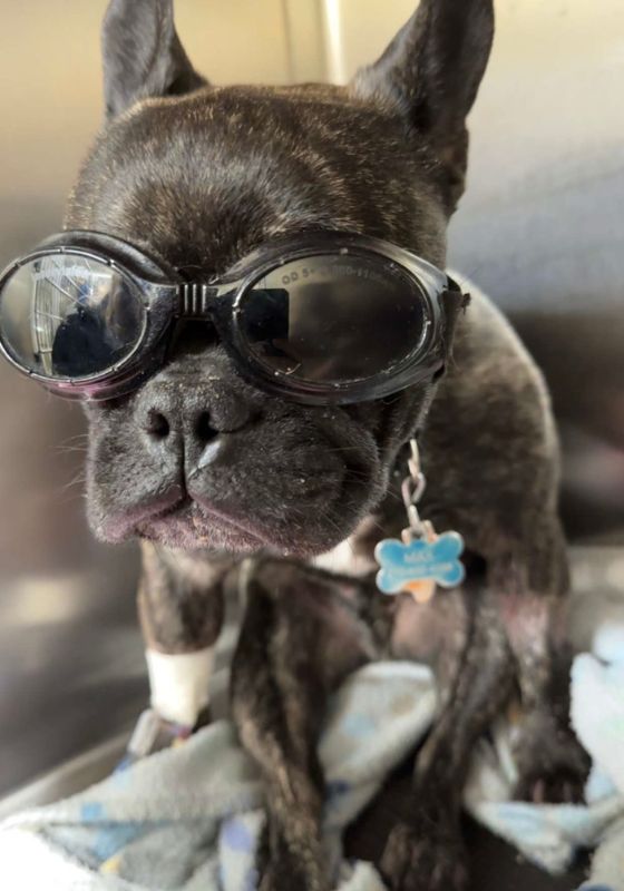 Max, a black french bulldog, wearing a pair of goggles for his laser therapy treatment