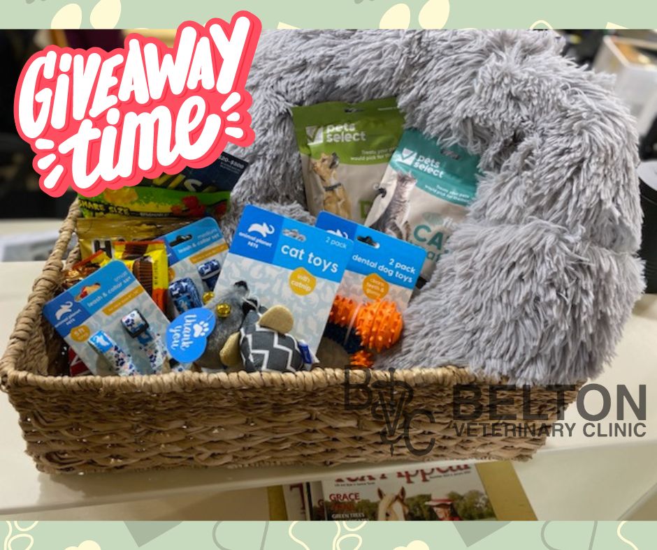 A large woven basket filled to the brim with a large dog bed, cute cat and dog collars, various dog treats and treat jar, some candy (people treats), and a visa giftcard. 