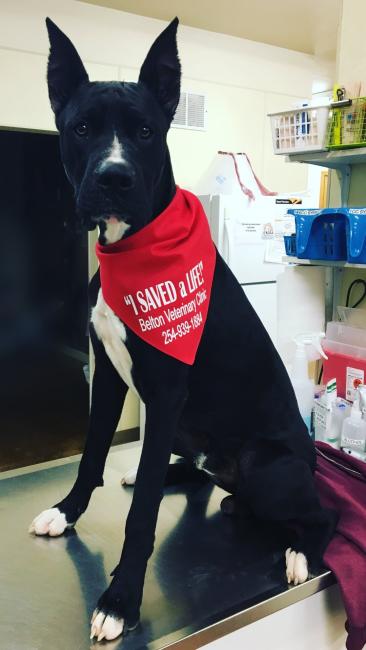 Great Dane Blood Donor