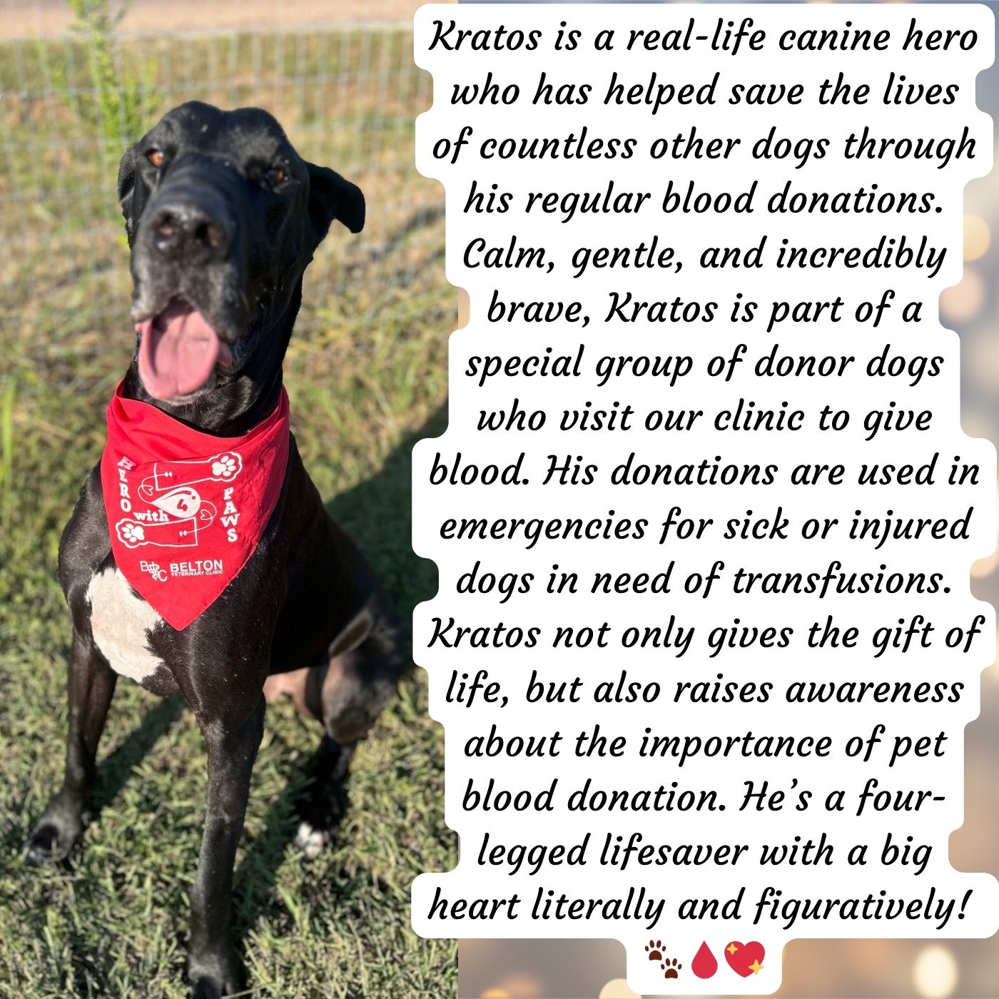 Blood Donor Great Dane