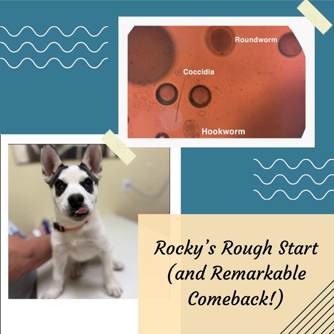 Rocky’s Rough Start (and Remarkable Comeback!)