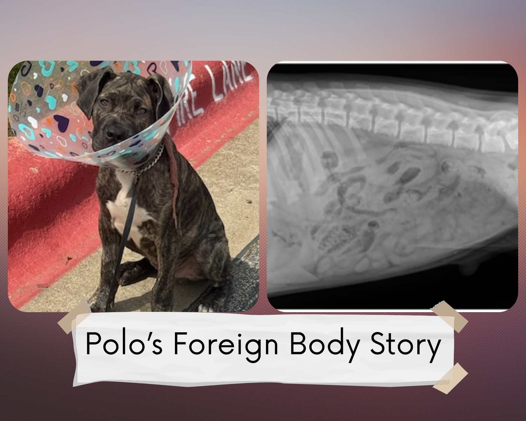 Polo’s Foreign Body Story