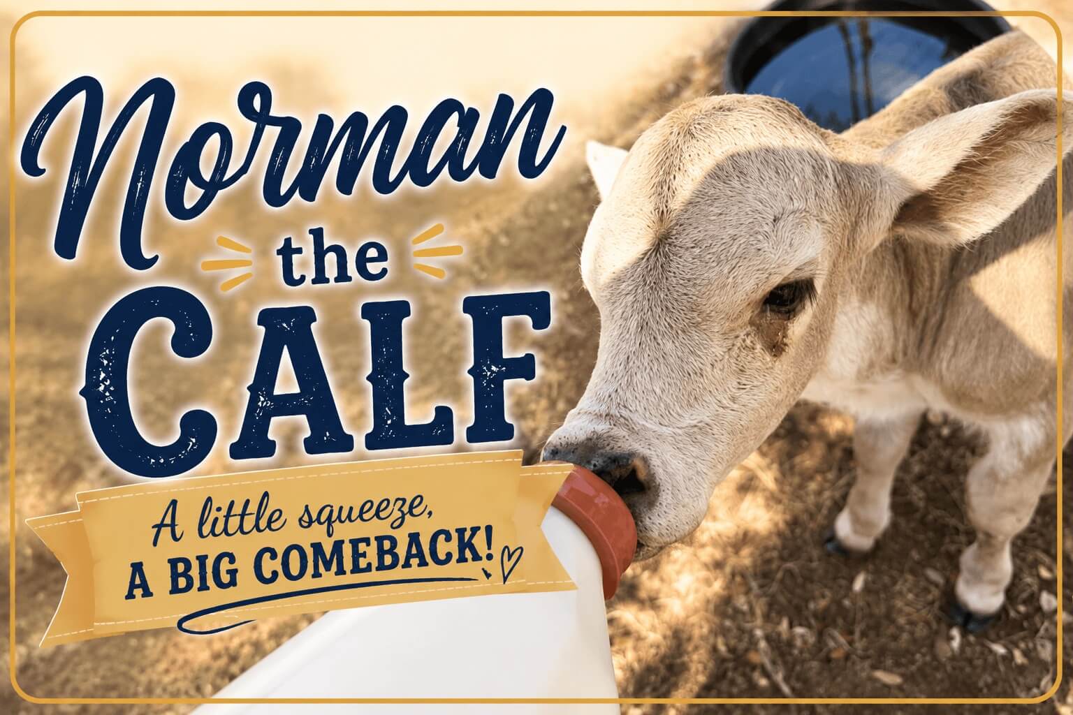 Norman the Calf 
