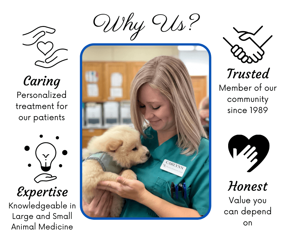 Belton Texas Veterinarians