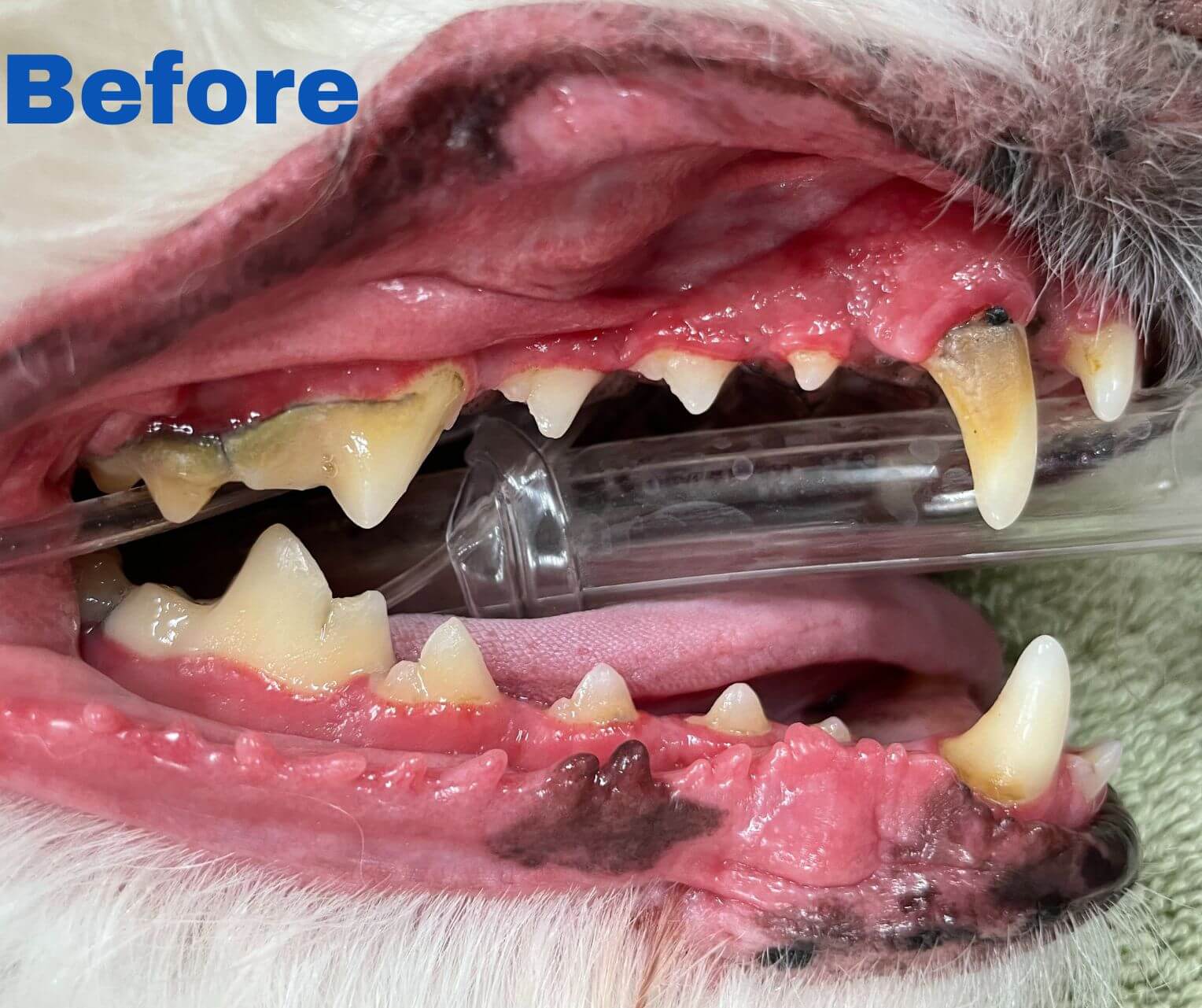 Dog Dental Care