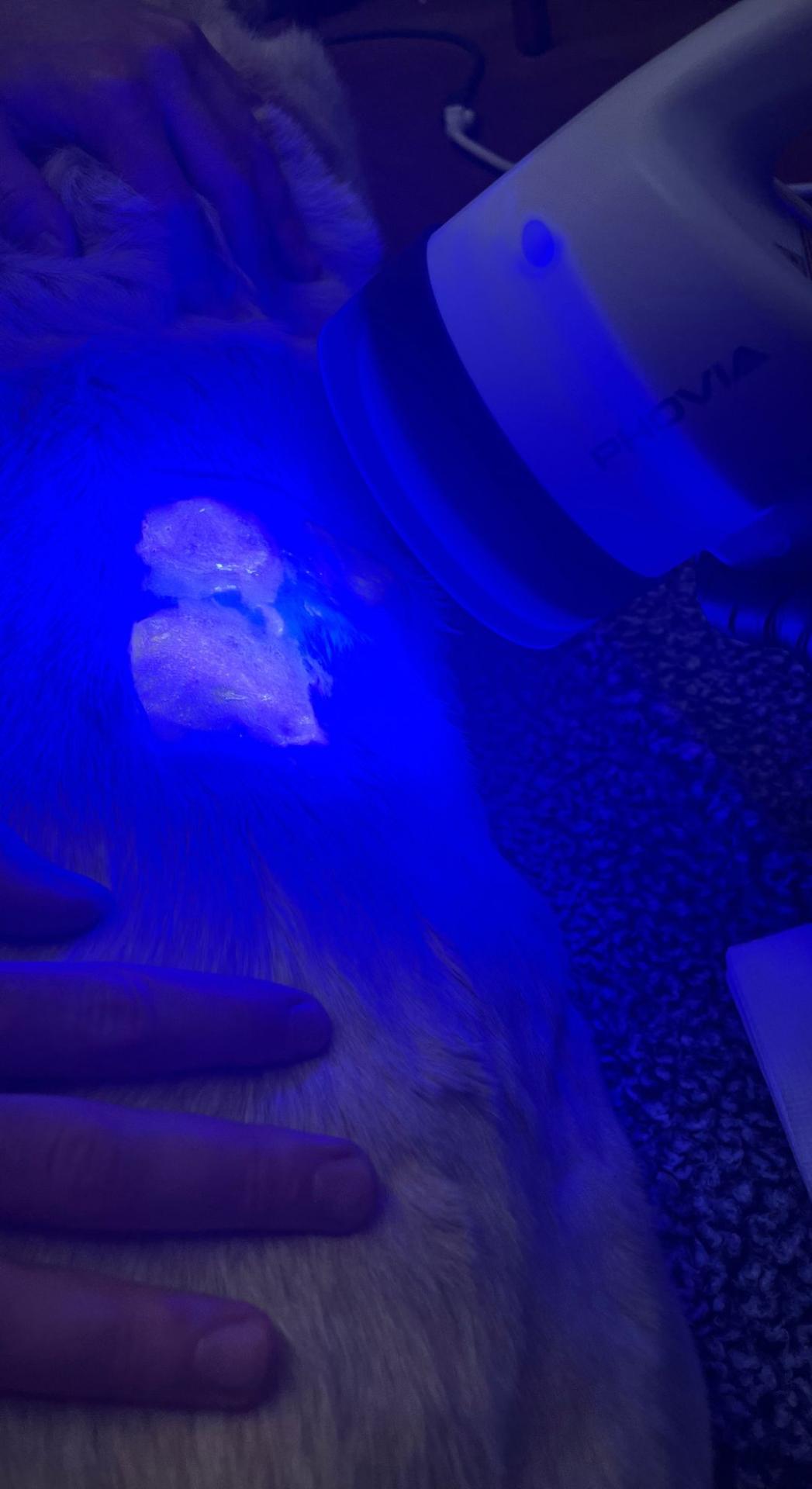 Light therapy gives your pet’s cells the energy needed to heal themselves more quickly.