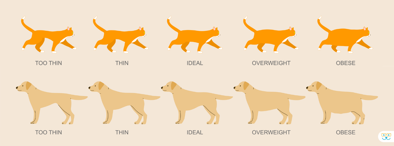Image scale that shows Poor Body contion, all the way up to an obese pet. Both Dog and Cat