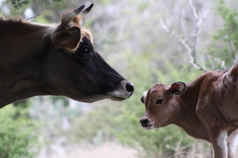 Belton AC - Caring for your herd