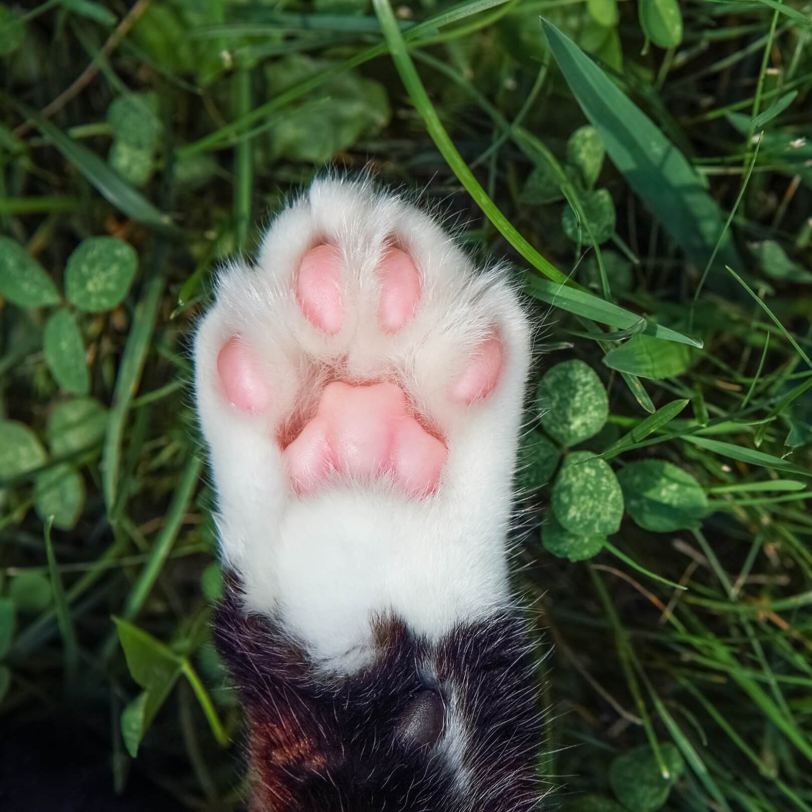 Cat Nail Caps: Pros, Cons, and Alternatives to Consider