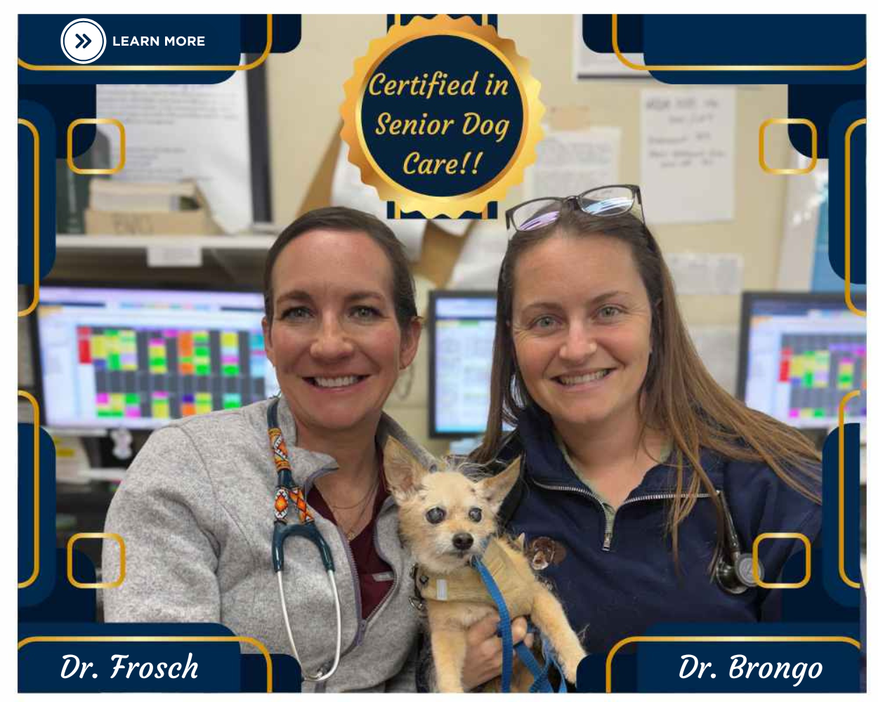 Certified in  Senior Dog Care!!
