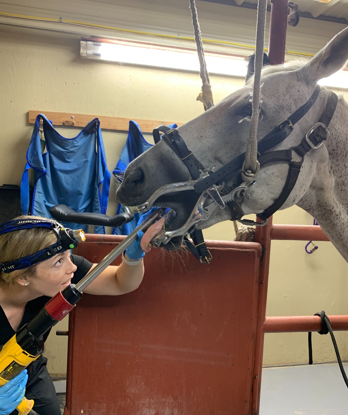 Dr Couture performing a Dental Float