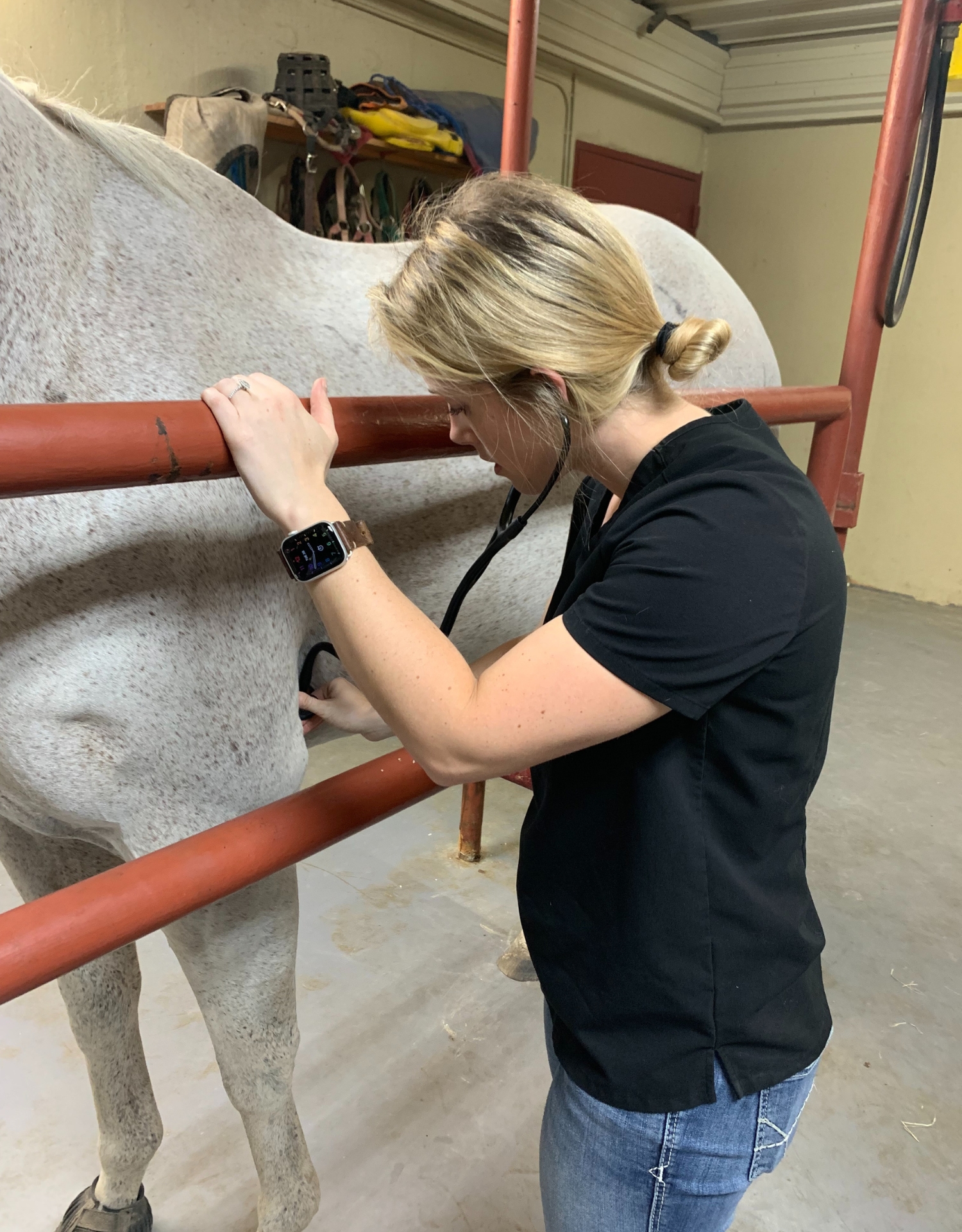 Equine Exam