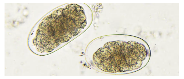 Hookworms