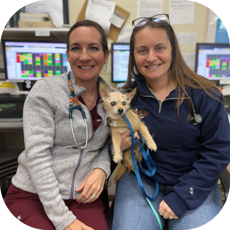 Certified in  Senior Dog Care!!