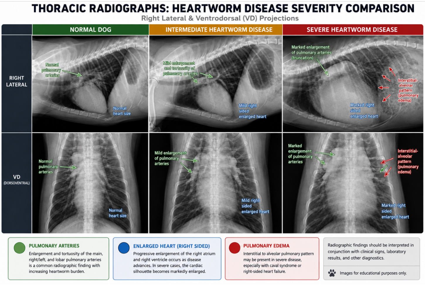 Heartworm Disease xrays