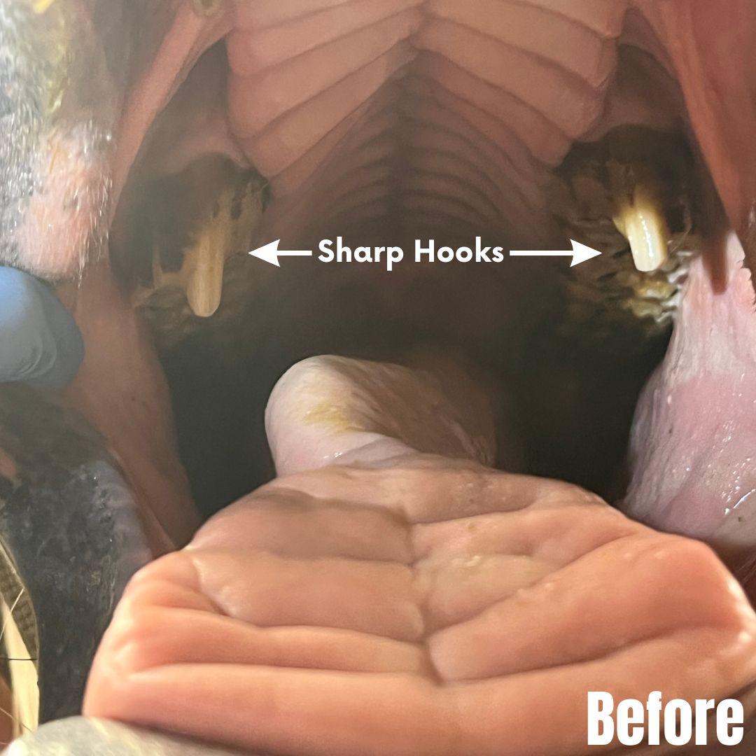 Sharp Hook Points on the top row of teeth in a horse's mouth