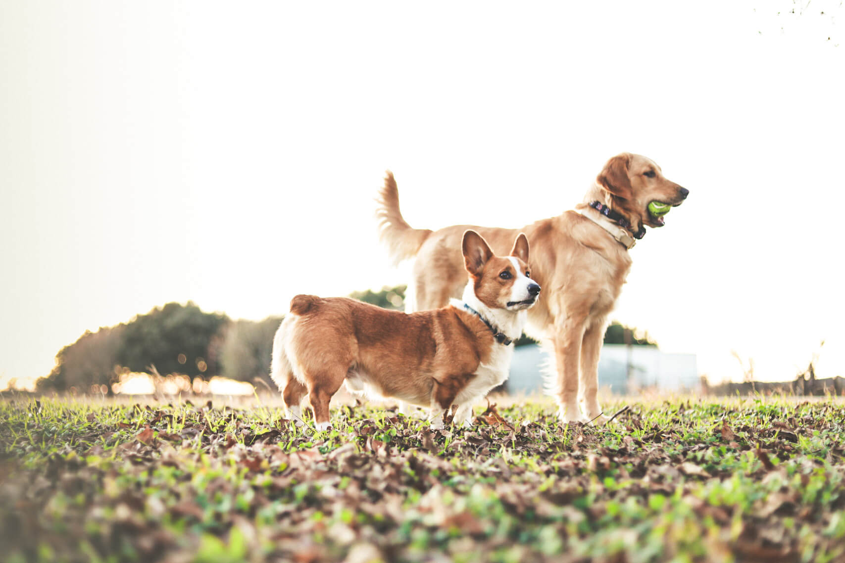 Belton Texas Veterinarians