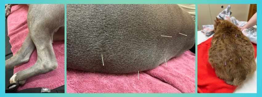 K9-FELINE ACUPUNCTURE