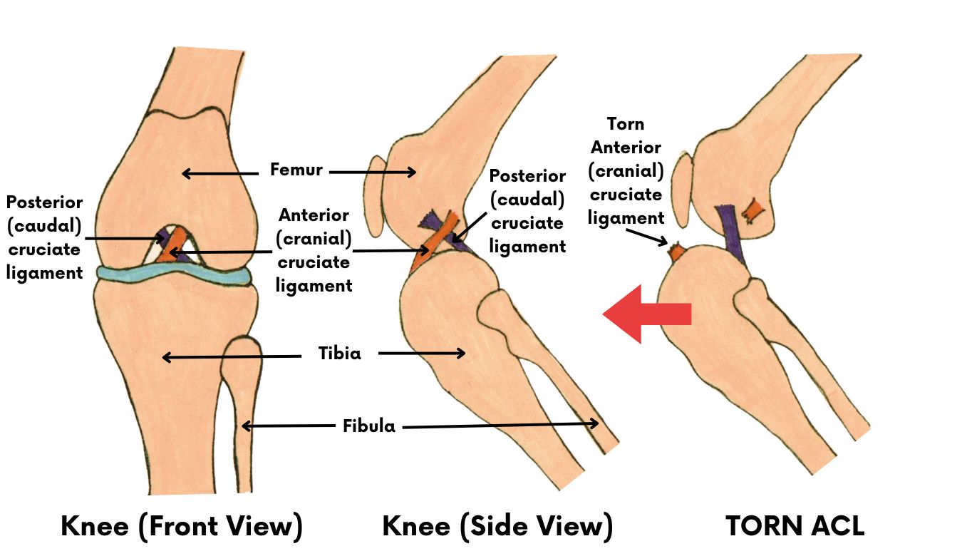 Cranial Cruciate ligament injury explained by three drawings. 