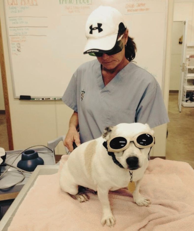 Jeanette performing laser therapy on a very happy pitbull