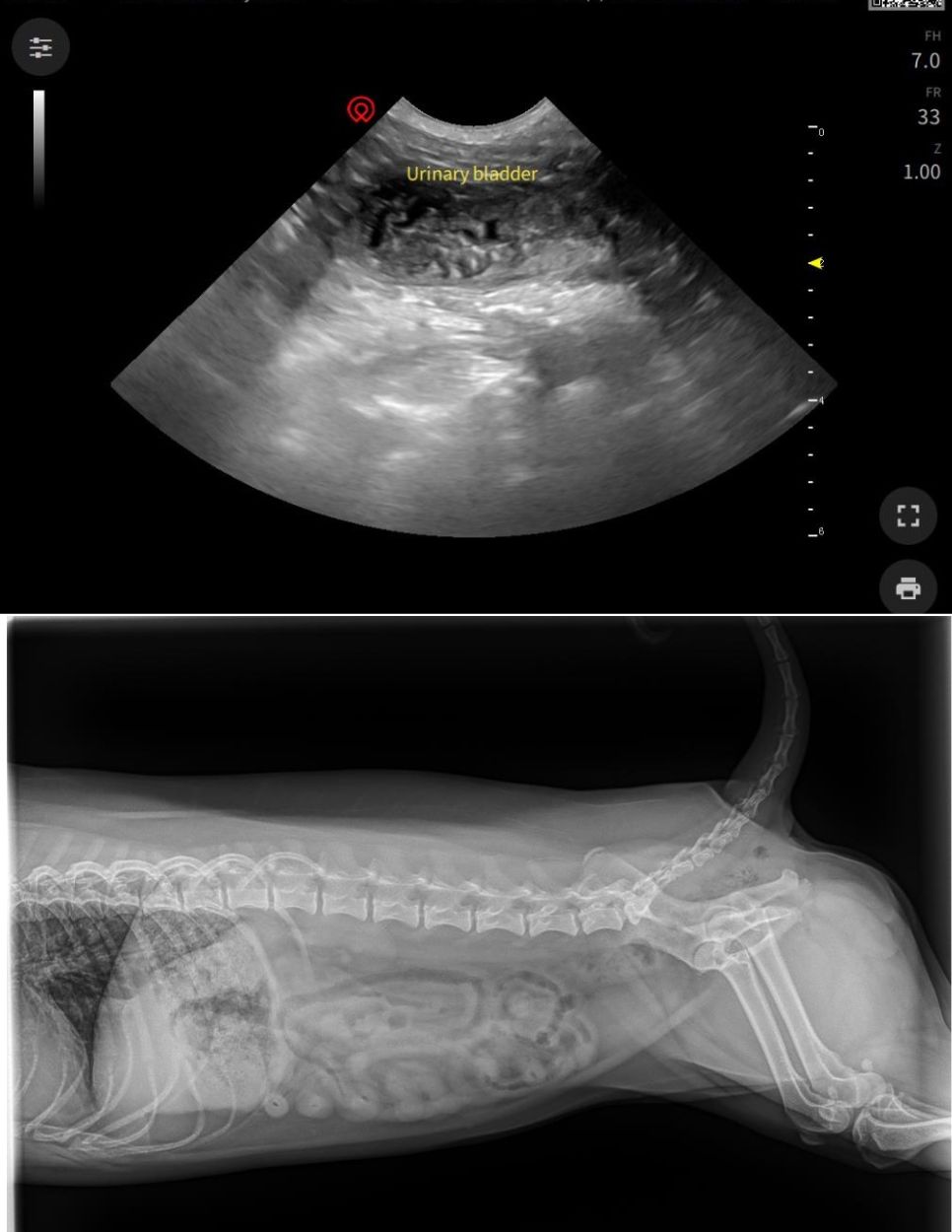 Lacie X-RAY/Ultrasound