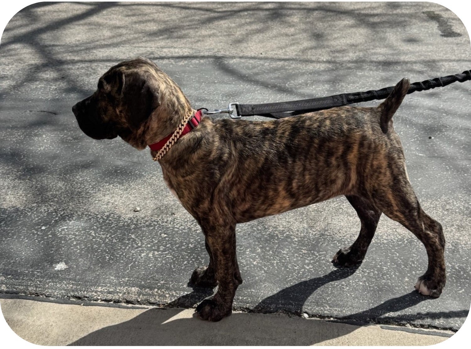 Polo's Foreign Body