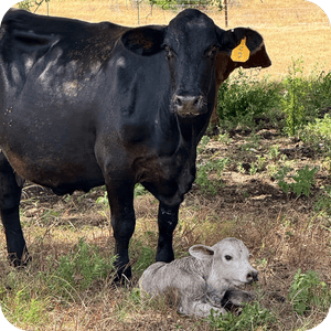 Norman the Calf 