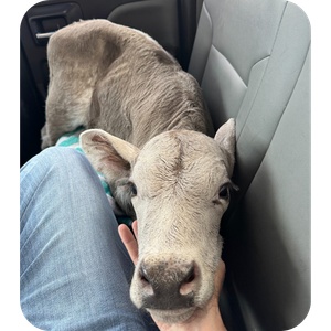 Norman the Calf 