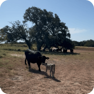Norman the Calf 