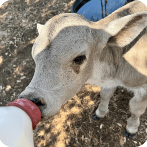 Norman the Calf 