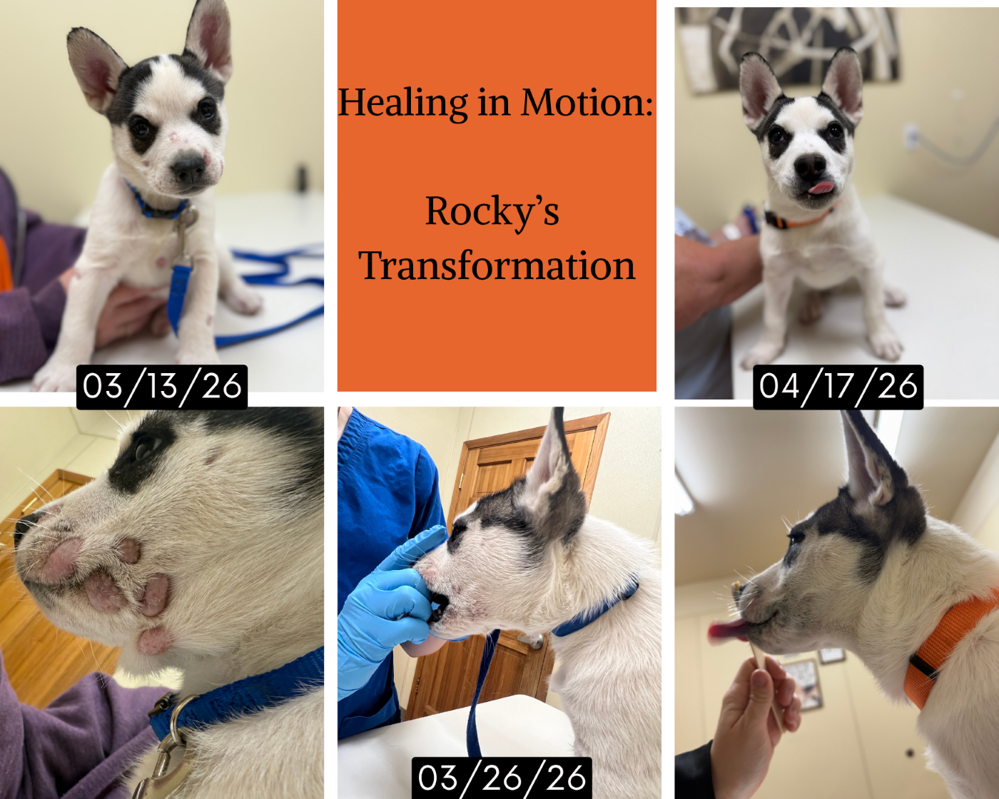 Rocky's Transformation