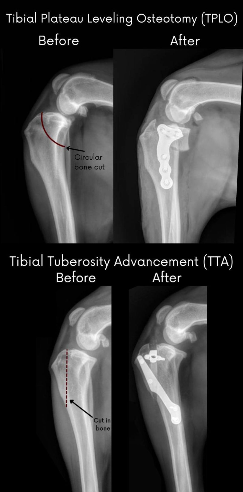 X-ray of a dogs knee with a Tibial Tuberosity Osteotomy