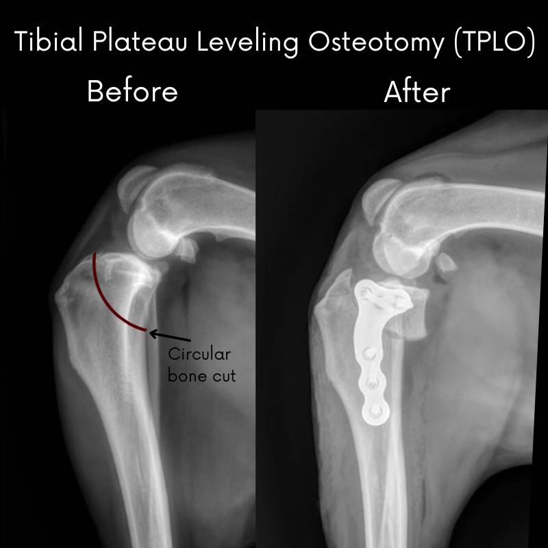 X-ray of a dogs knee with a Tibial Tuberosity Osteotomy