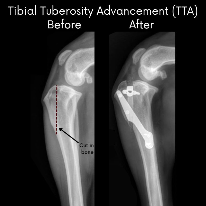 X-rays of a dogs knee before and after a TTA surgery