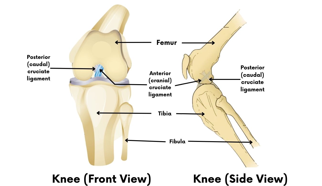 Drawing of the bones and ligaments in a dog's knee