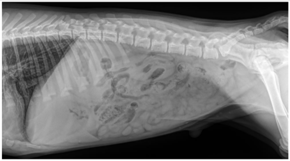 Polo’s x-rays