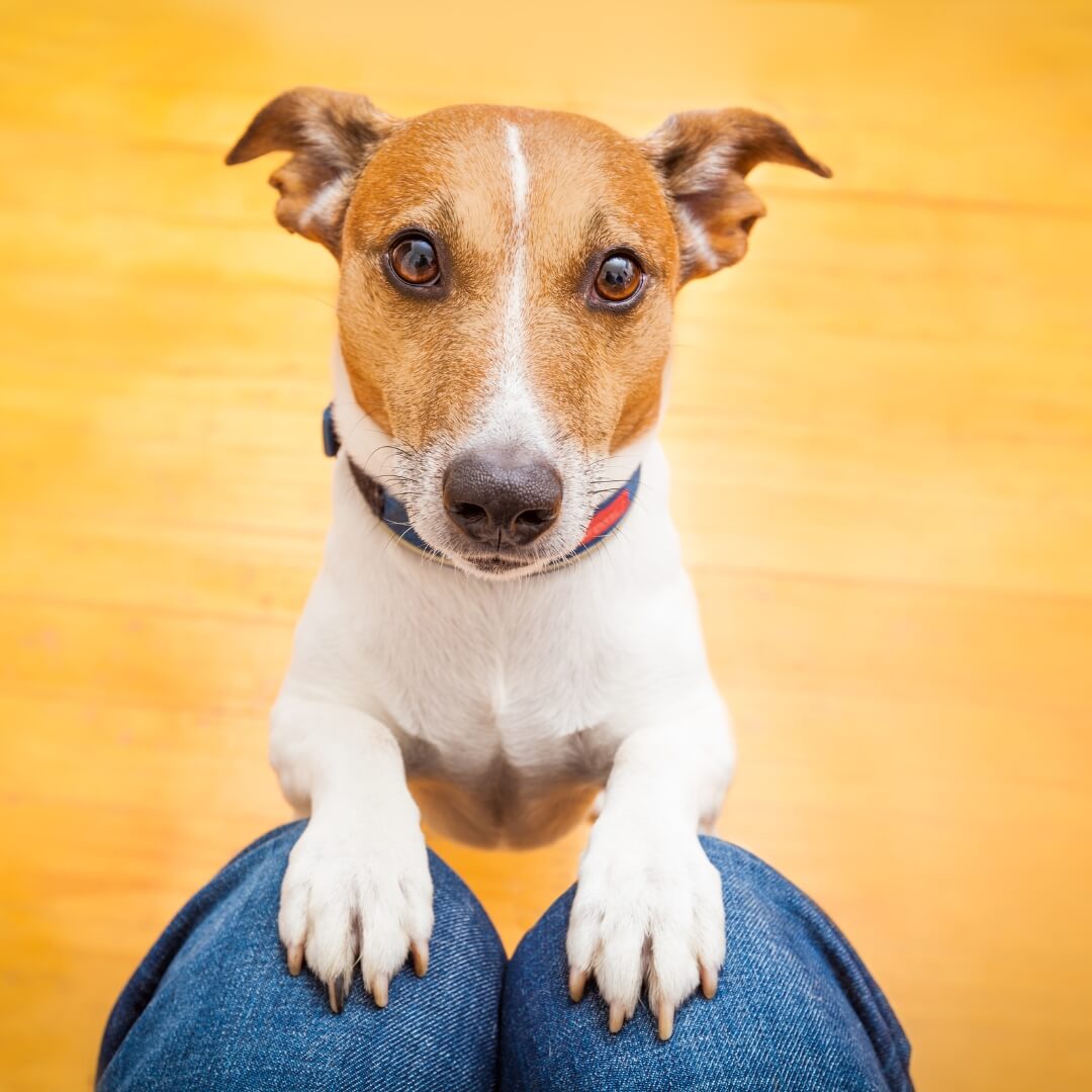 Remember not to share people food with your pet this Thanksgiving