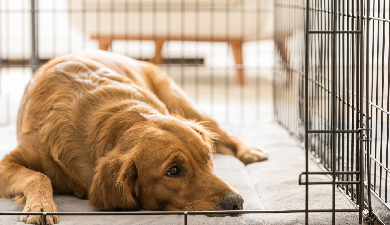Golden Retriever resting in their kennel on a nice bed