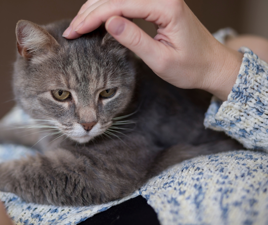 You already know that your pet feels most comfortable when it's close to you.