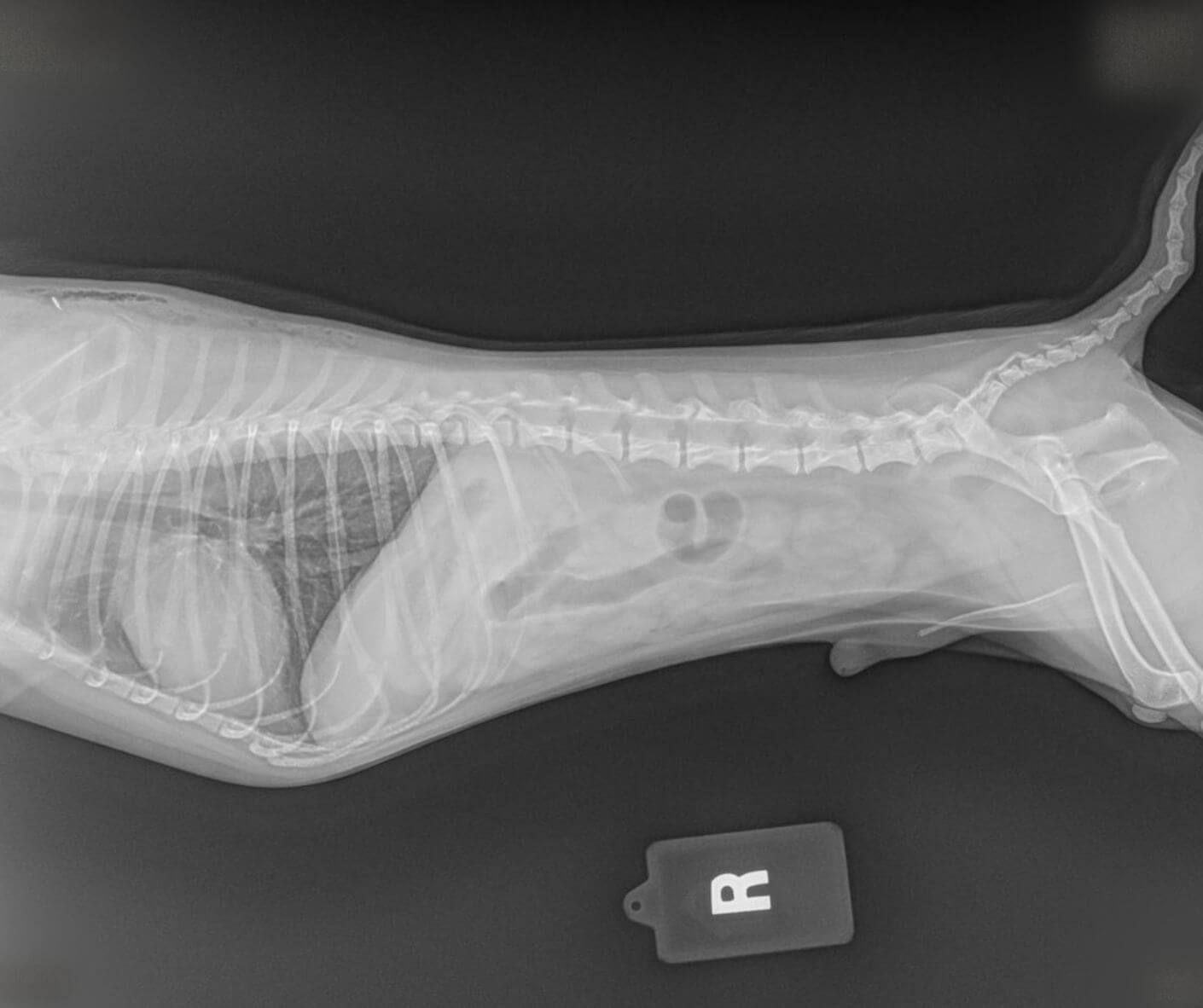 Dog X-Ray for diagnostic imaging