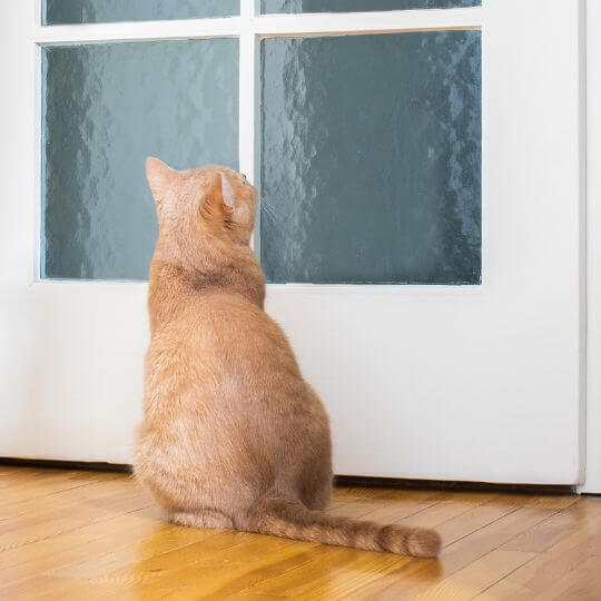 Cat waiting when you go back to school, Belton Vet Clinic advice