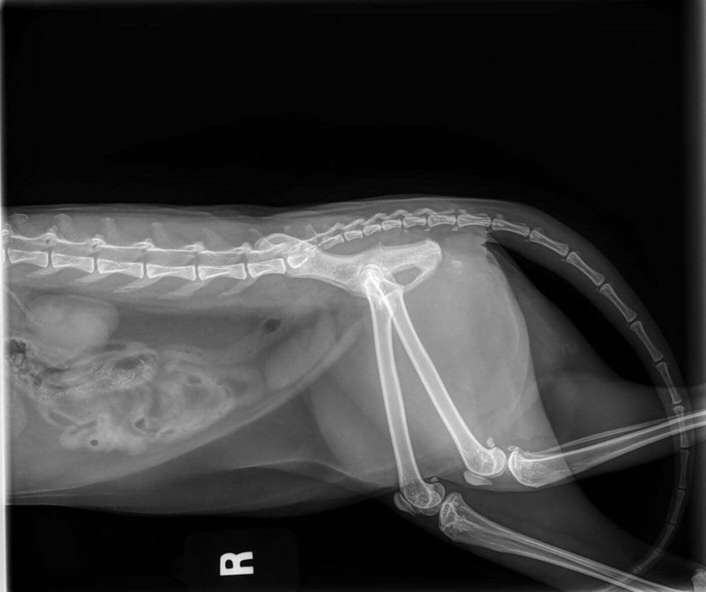 Cat X-ray diagnostics 