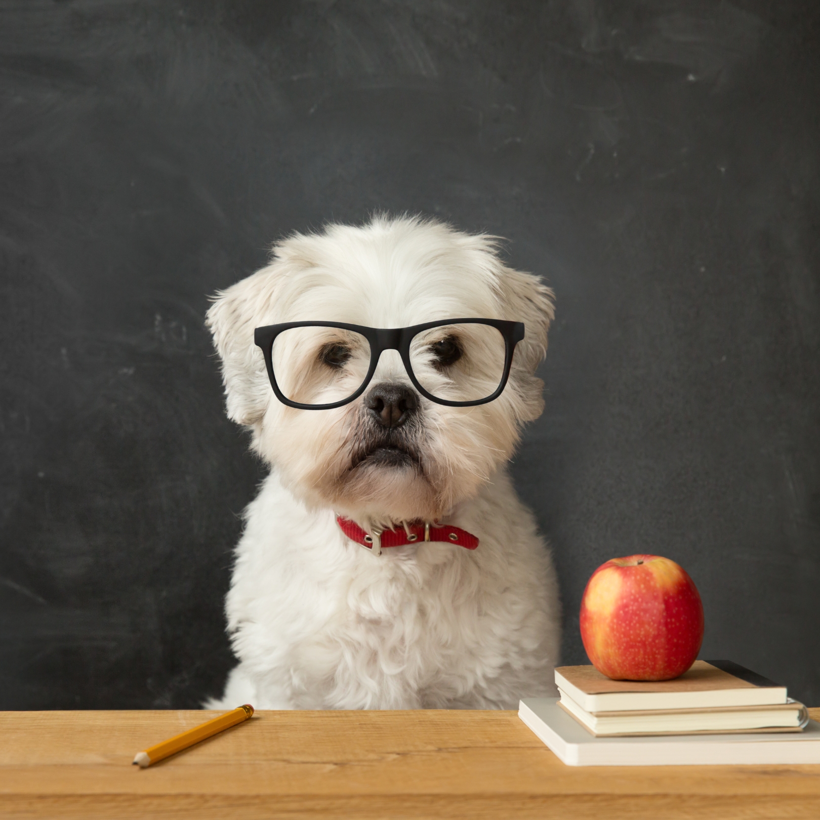 It is time to go back to school, it is time for a new routine for your pet