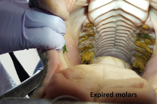 Expired Molars in a Senior Horse's mouth, Belton Veterinary Clinic