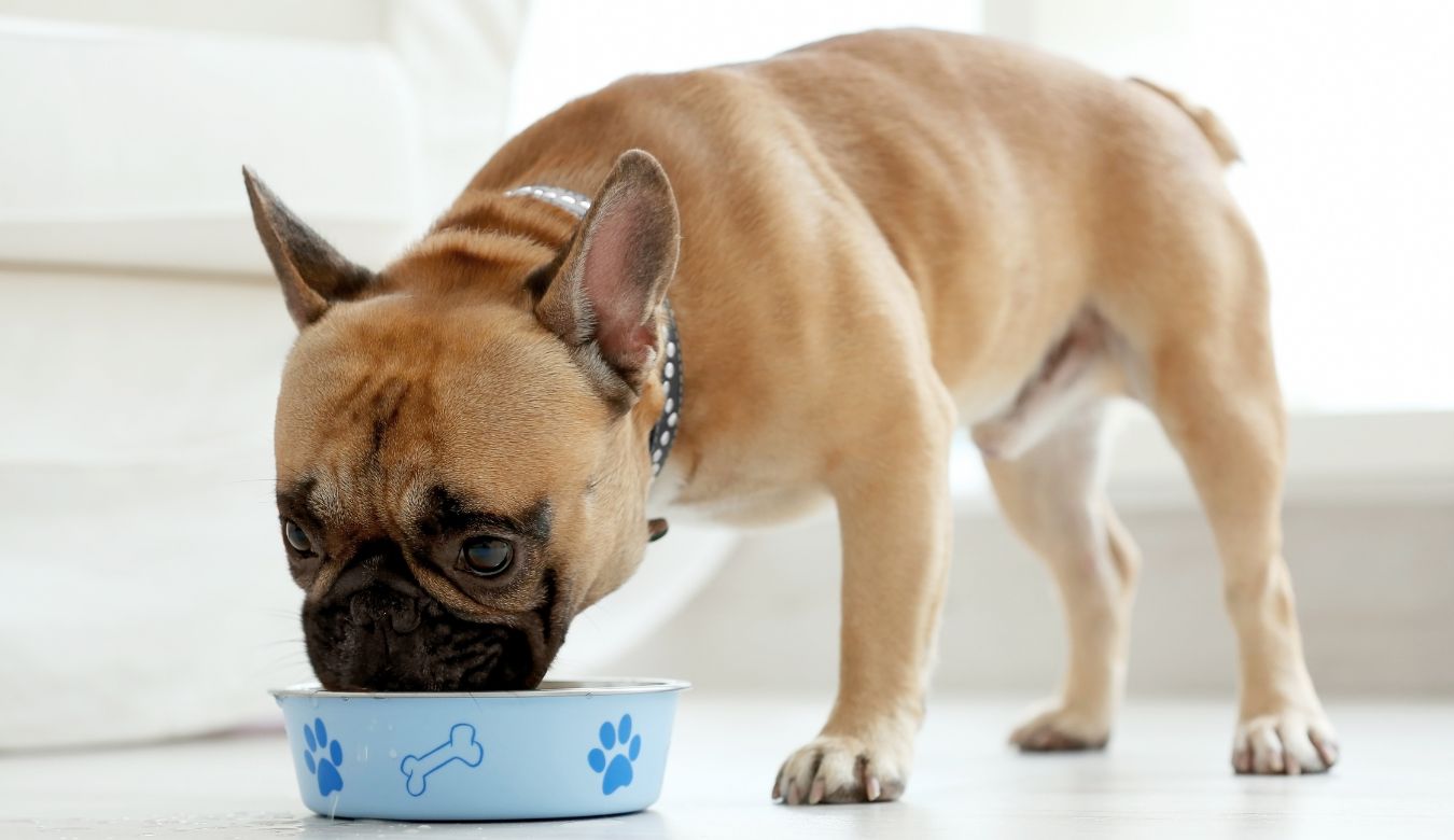 A Fawn French Bulldog eating out of a blue bowl