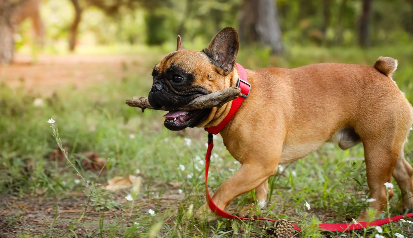 A fawn French bulldog in a red collar playing fetch with a stick outside
