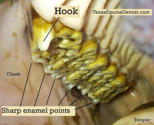 Sharp Enamel points in a horse's mouth, Belton Veterinary Clinic