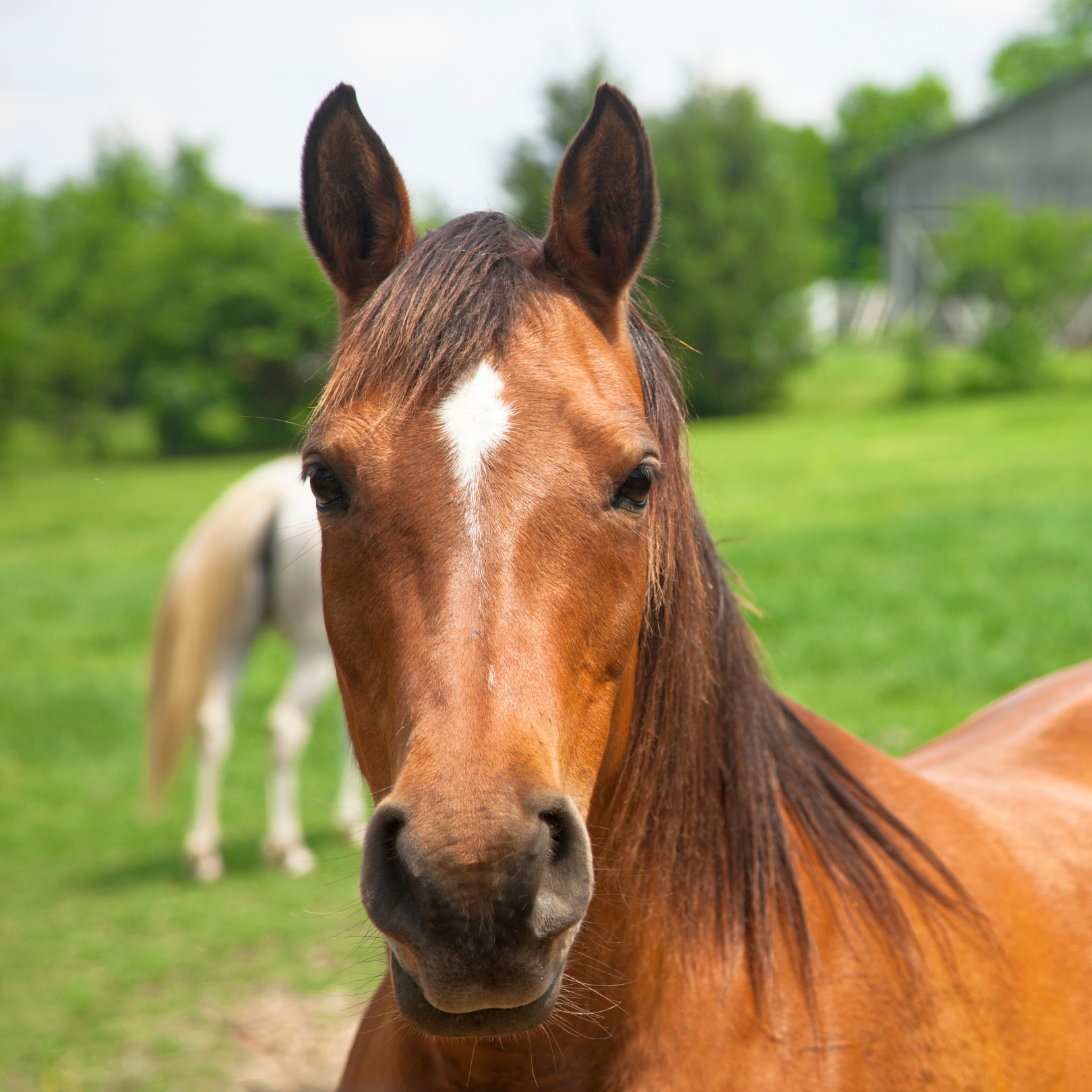Coggins tests for Equine Infectious Anemia