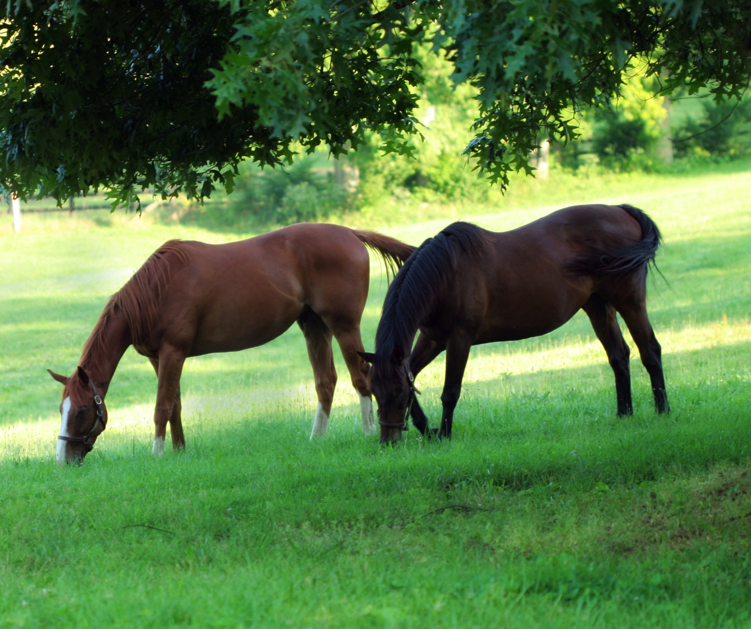 Checking a fecal float on your horses is an important step to caring for their health